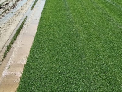 <b>İmran Botanik Peyzaj</b><br>Çim Üretim Tesisi