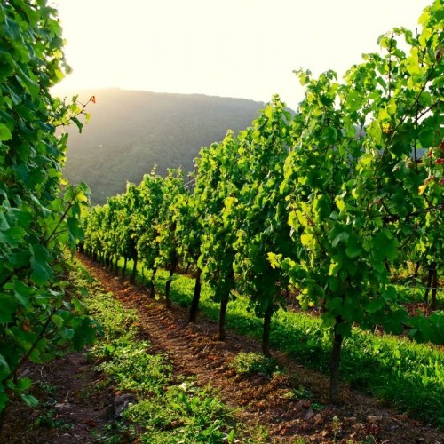 Bağ ve Bahçelerinizden Tam Verimi Nasıl Alırsınız ?