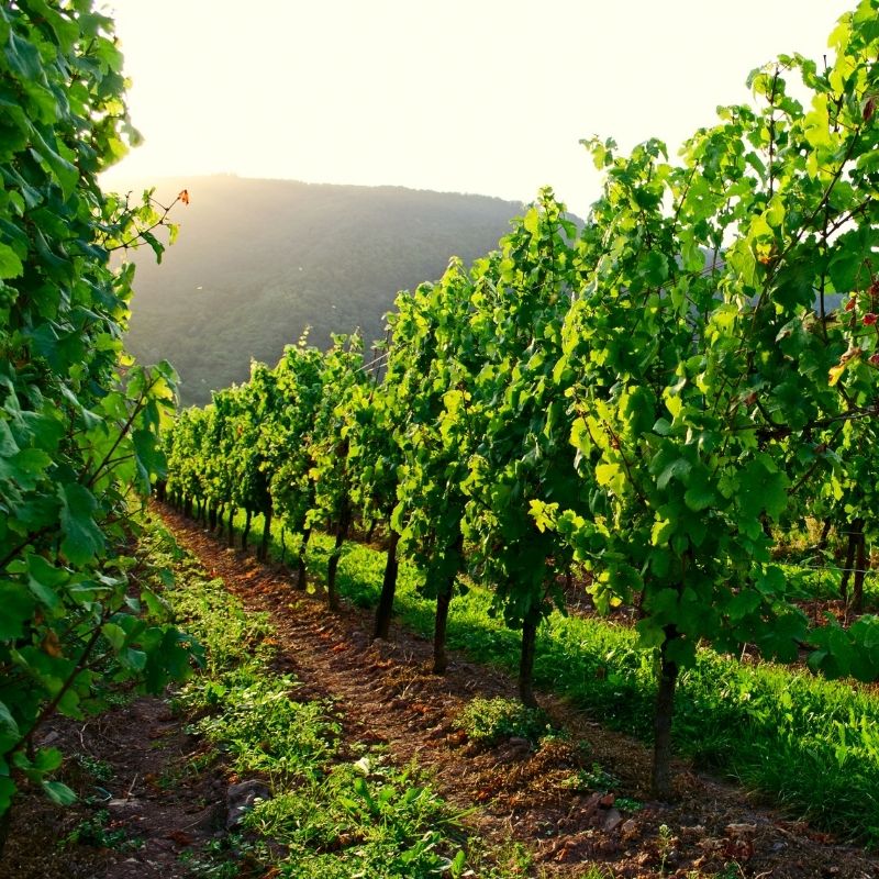  Bağ ve Bahçelerinizden Tam Verimi Nasıl Alırsınız ? 
